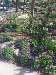 Pring - 36