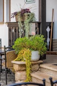 Goldener Hirsch - 19