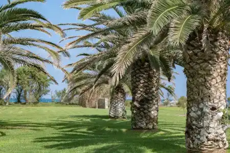 Agapi Beach Resort Premium All Inclusive - 66