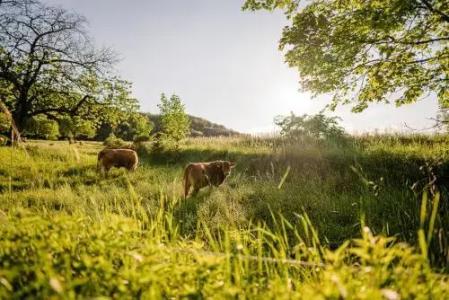 Romantik Ahrenberg - 35