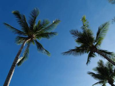 Bangtao Village Resort - Sha - 18
