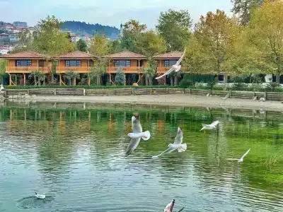 Sasa Harmanlık - 17