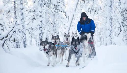 Wilderness & Igloos Inari - 16