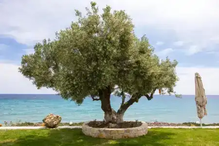 Ktima Delmare Pantazara - 49