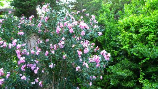 Simge Pension - 8