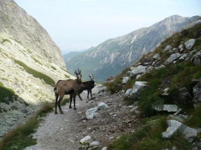 Privat Iva Smokovec - 8