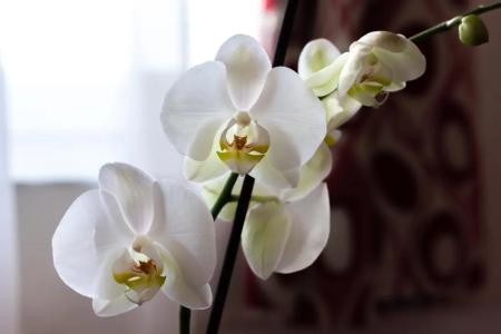 Downtown  Pula - 121