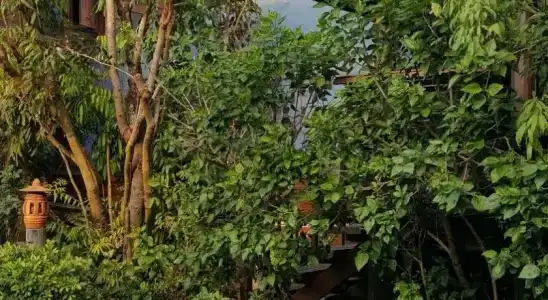 Ruean Mai Chai Khlong - 1