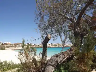 Giglio - 25
