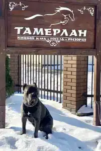Тамерлан - 0