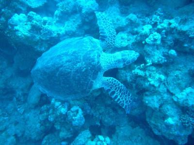 Seaview Dahab - 6