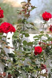 Intorno Al Fico - 68