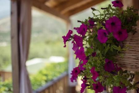 Scala Bungalows - 32