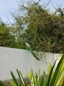 Saman Resort Yala - 45