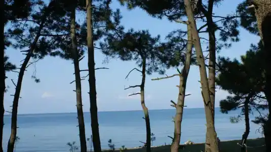 Mana-Mana - 17