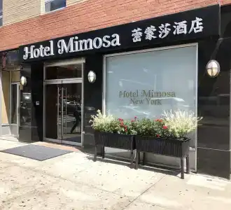 Mimosa - 0