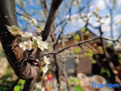 Lijiang Shuhe Yuannian - 80
