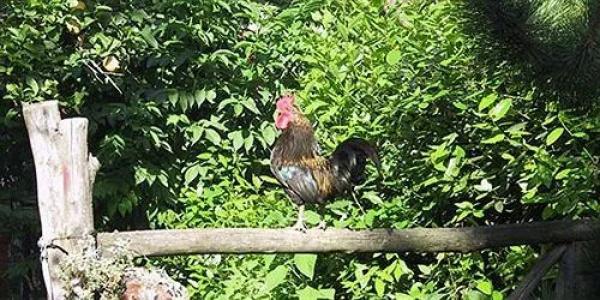 La Gallina Felice b&b - 10