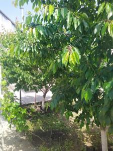 Vanand Guest House - 11