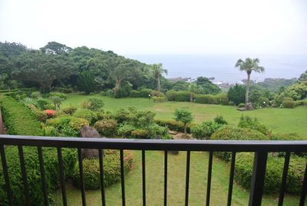 Yakushima Green - 40