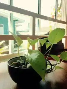 Baan Jaru - 30