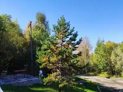 Лесная застава - 12
