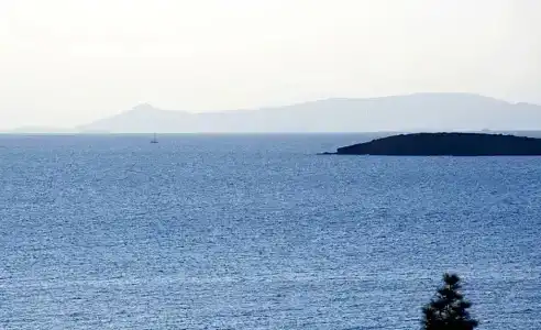Amarilia - 57