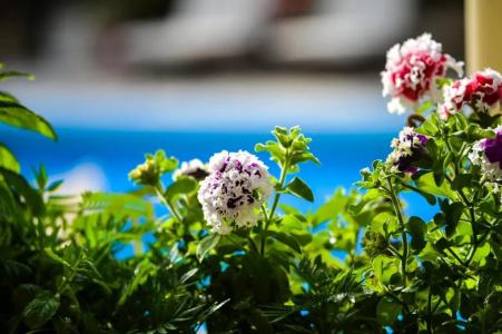 Paxos Club Resort & Spa - 65
