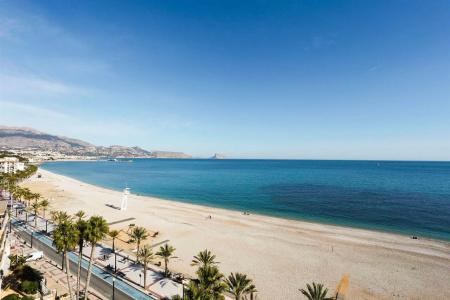 Kaktus Albir - 27