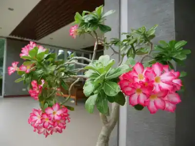 Gypsy Sea View Resort - 39