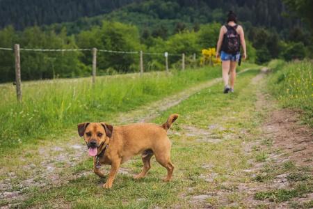 Schwarzwald Panorama - 111