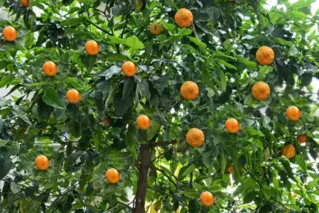 City Marmaris - 9
