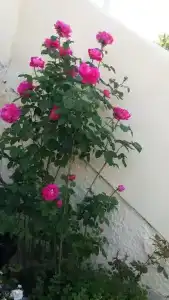 Rose Garden Rooms - 20