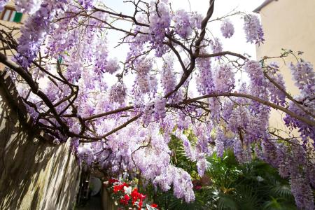 Locanda Orchidea - 11