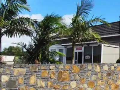 Phoenix Palm - 10