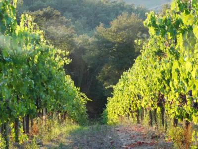 Agriturismo Montegonfoli - 156