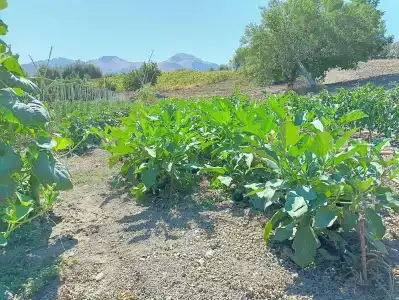 Agriturismo le Campanelle - Sicilia - Cefalù - 18