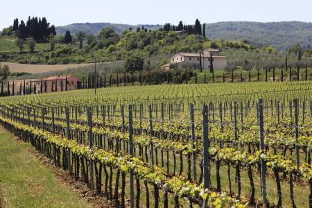 Le Buche Wine Resort&Spa - 16