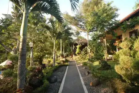 Capung Mas - 50
