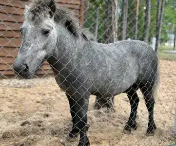 Ружанский - 43