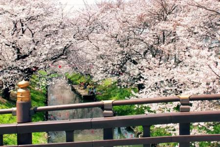 Kawagoe Prince - 65