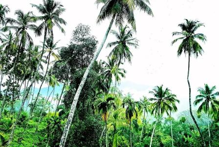 The Flame Tree Estate & - 182