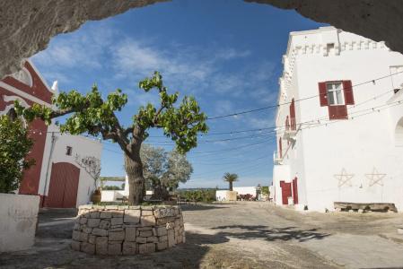 Masseria Torre Coccaro - 15