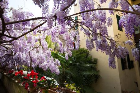 Locanda Orchidea - 12