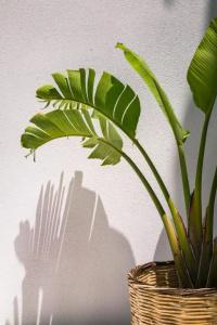 Lithos - 35