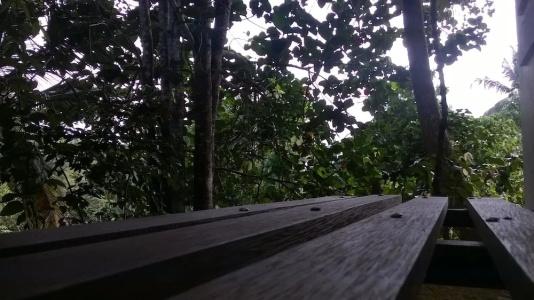 Garcinia Leaf - 99