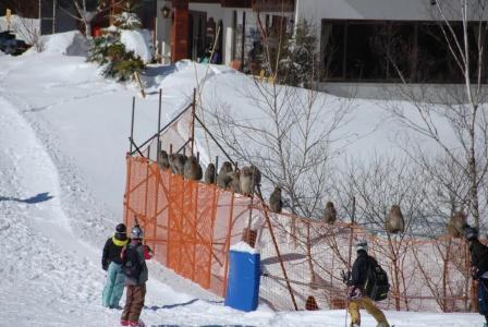 Aspen Shiga - 25