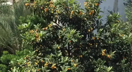 Дельфин - 8