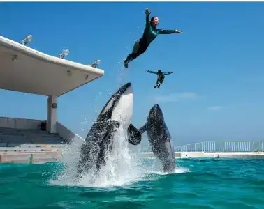 Kamogawa Sea World - 19