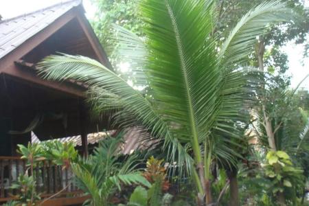 Silver Sands Resort - Koh Tao - 44
